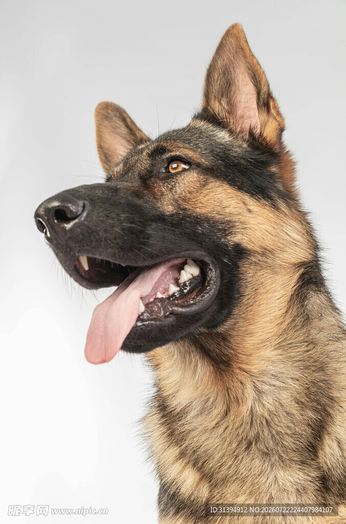 德国牧羊犬吐舌可爱瞬间