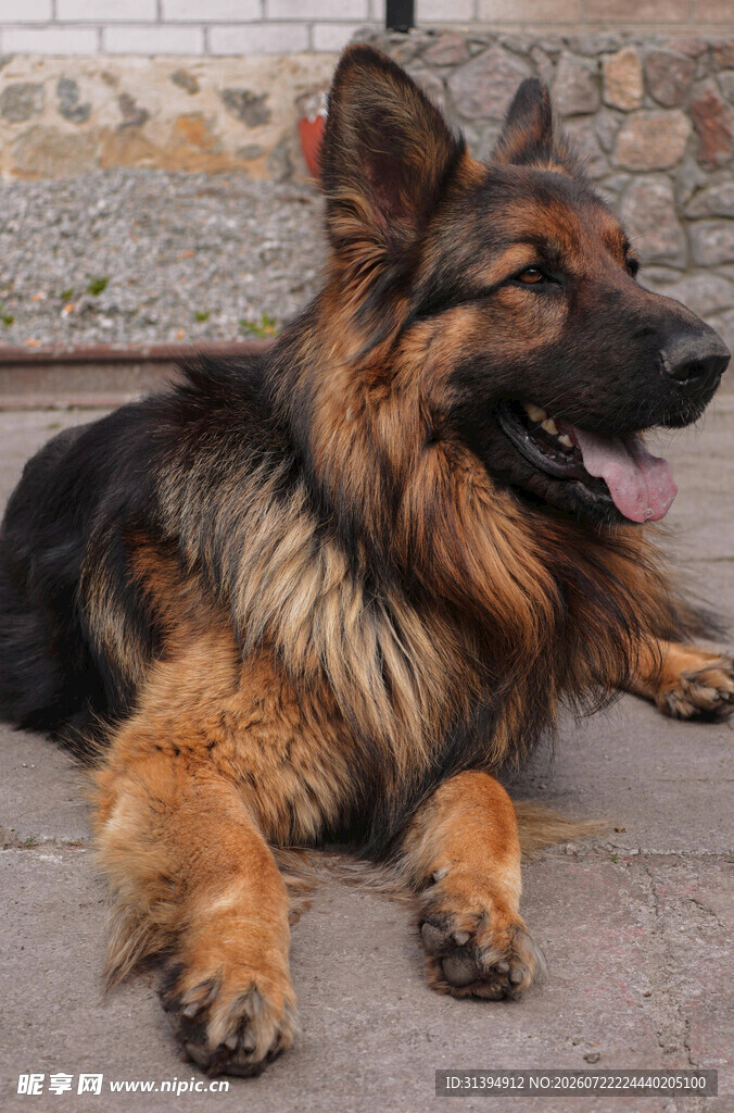 趴卧的德国牧羊犬