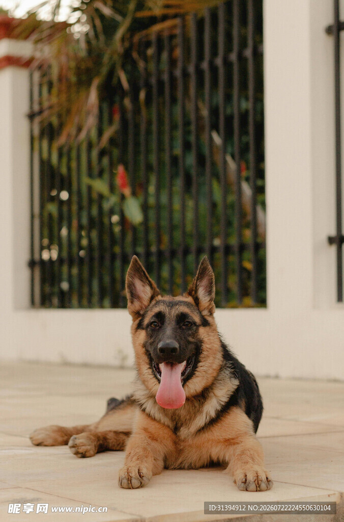 德国牧羊犬惬意趴地