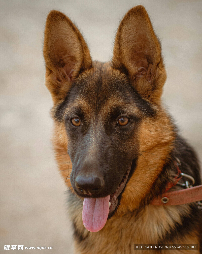 可爱德国牧羊犬吐舌卖萌