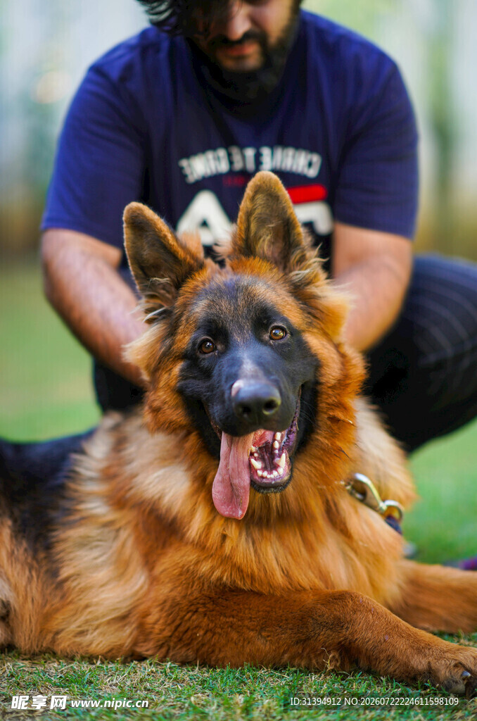 男子与德国牧羊犬亲密互动