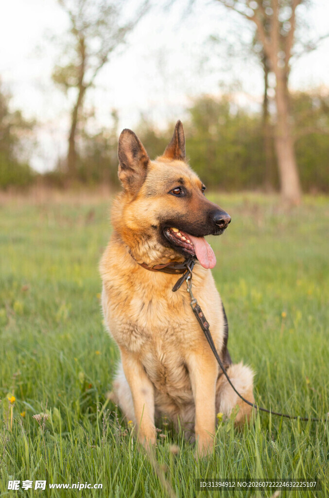坐于草地的德国牧羊犬