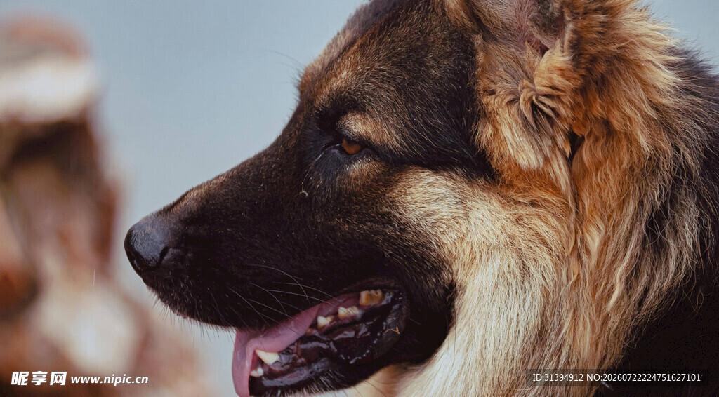 可爱德国牧羊犬特写