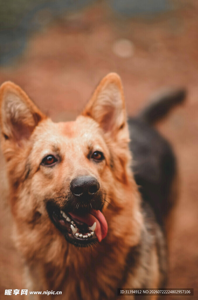 可爱德国牧羊犬张嘴吐舌