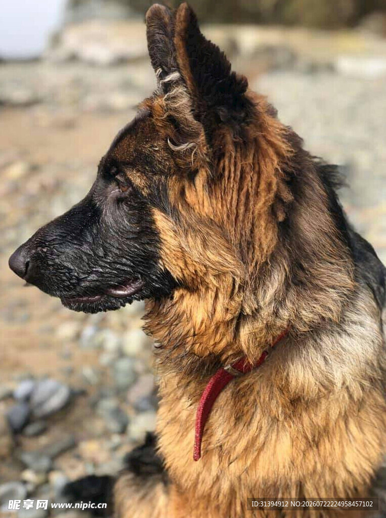 德国牧羊犬侧视图