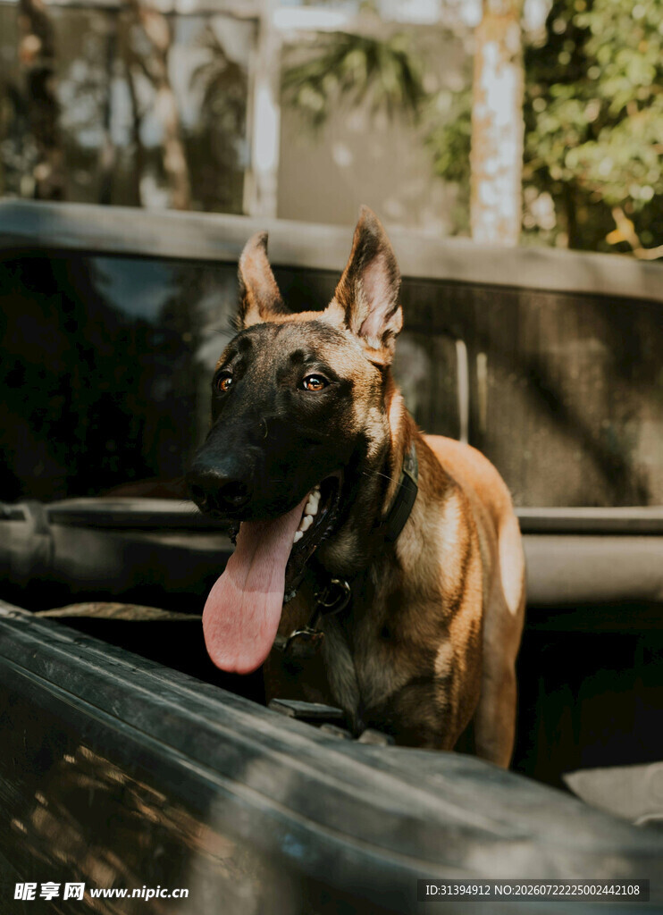 车内探身的帅气马犬