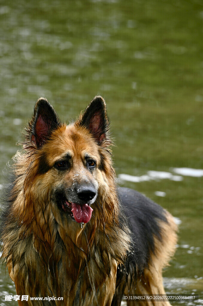 水边的德国牧羊犬