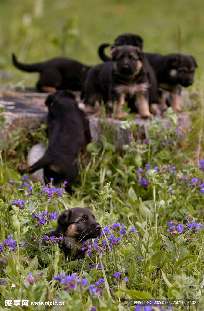 草地上的可爱幼犬