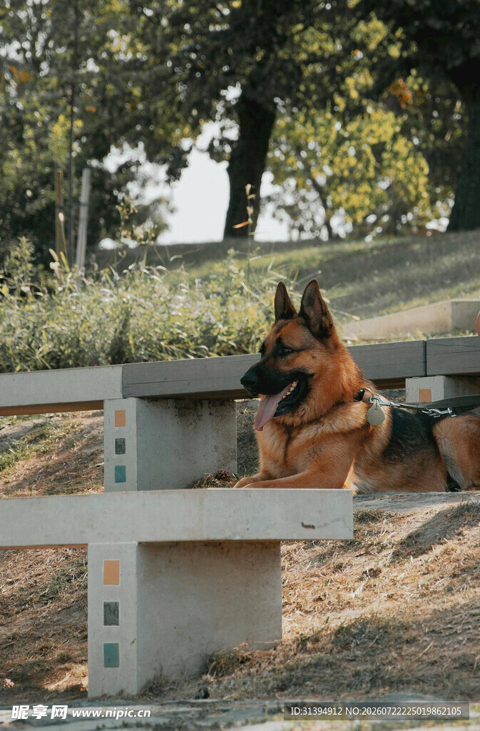 长椅上休憩的德国牧羊犬