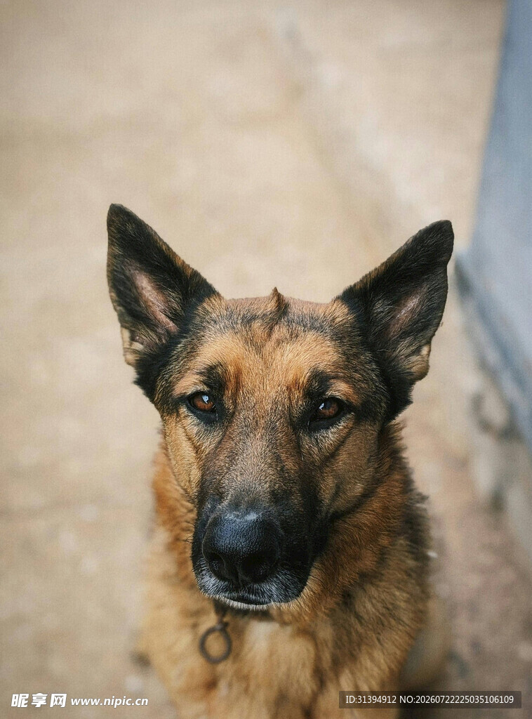 德国牧羊犬特写