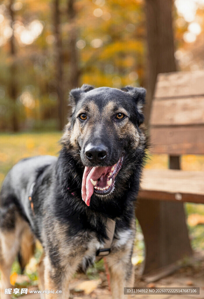 秋日户外的快乐德国牧羊犬