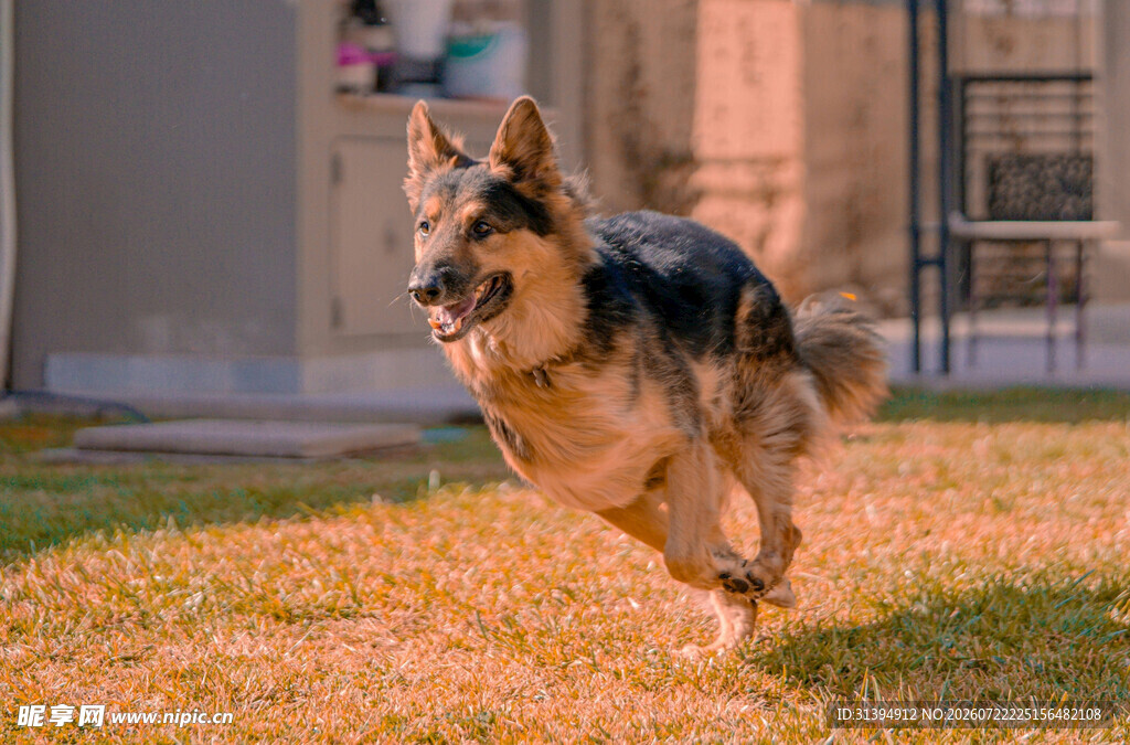 奔跑的德国牧羊犬