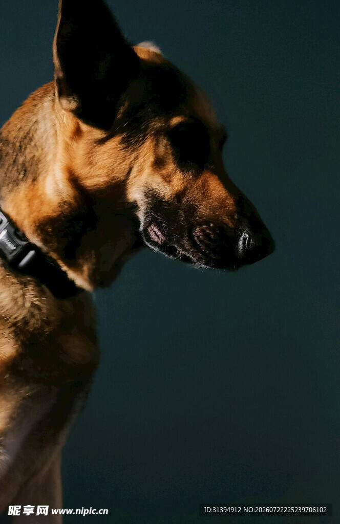 警觉的德国牧羊犬
