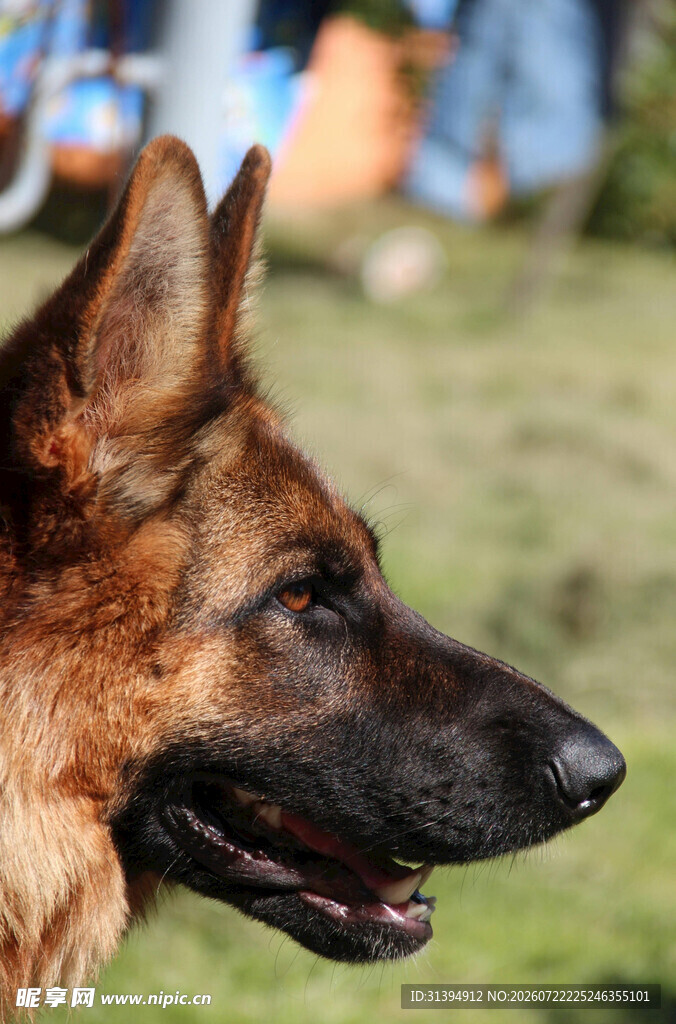 德国牧羊犬特写