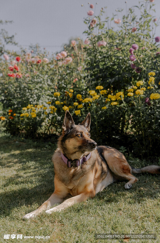 德国牧羊犬休憩于花丛草地