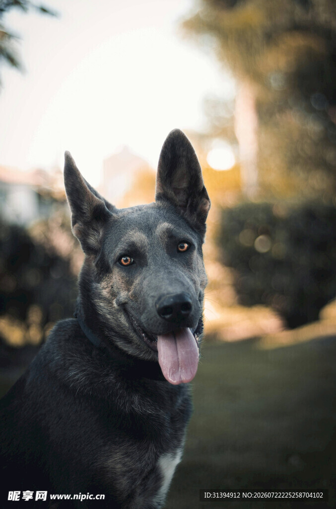 户外吐舌的帅气黑犬