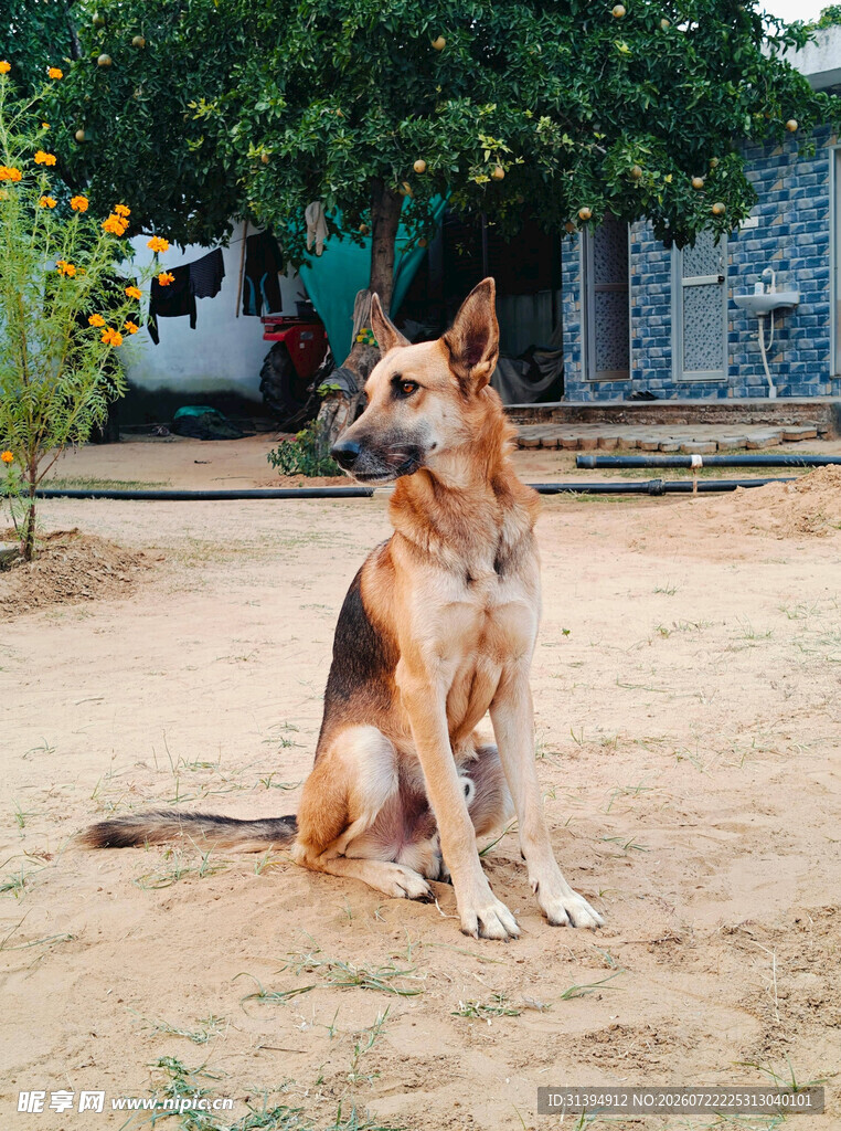 坐立的德国牧羊犬
