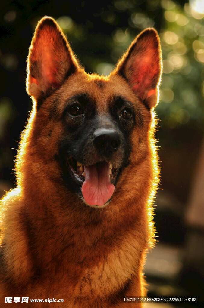 可爱德国牧羊犬特写