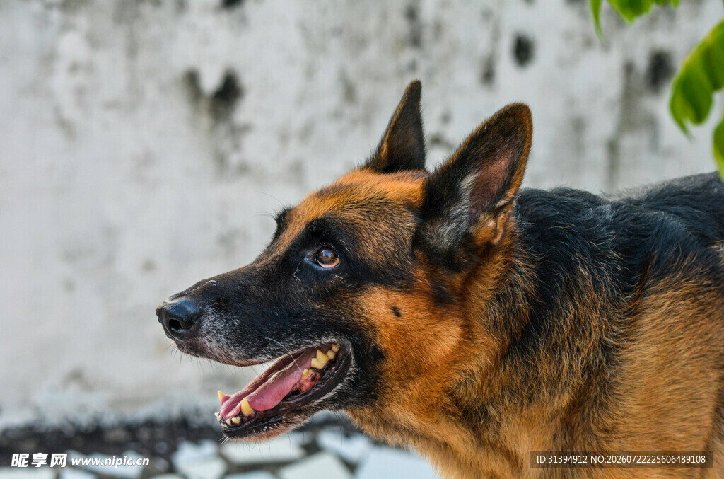 德国牧羊犬户外神态特写