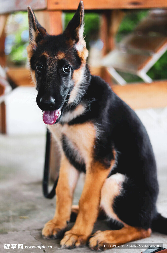 可爱德国牧羊犬坐立瞬间
