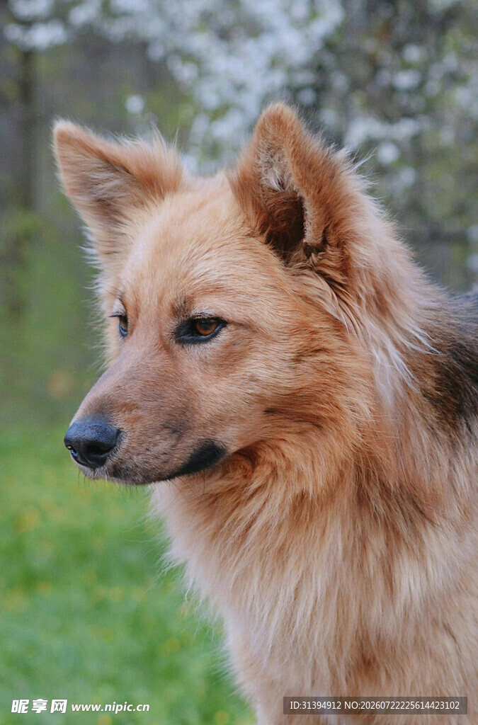 可爱棕色犬望向远方