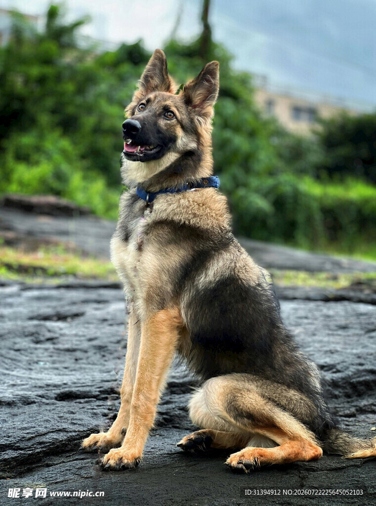 坐于石上的帅气德国牧羊犬