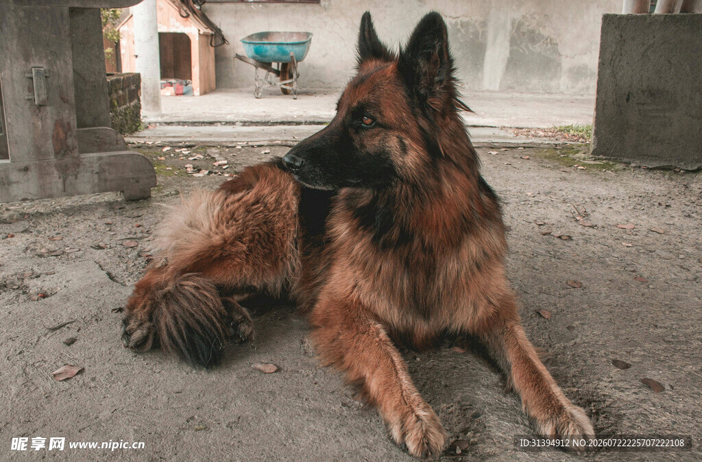 德国牧羊犬悠闲趴地