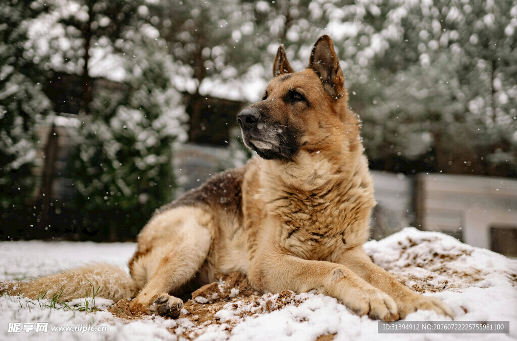 雪地中休憩的德国牧羊犬