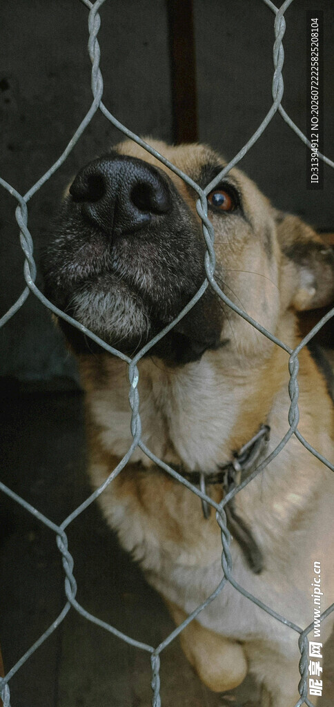 笼中犬渴望自由