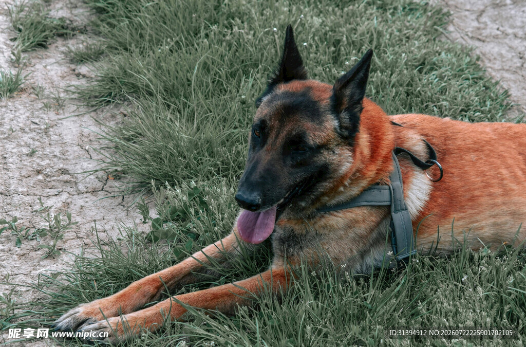 草地休憩的帅气警犬