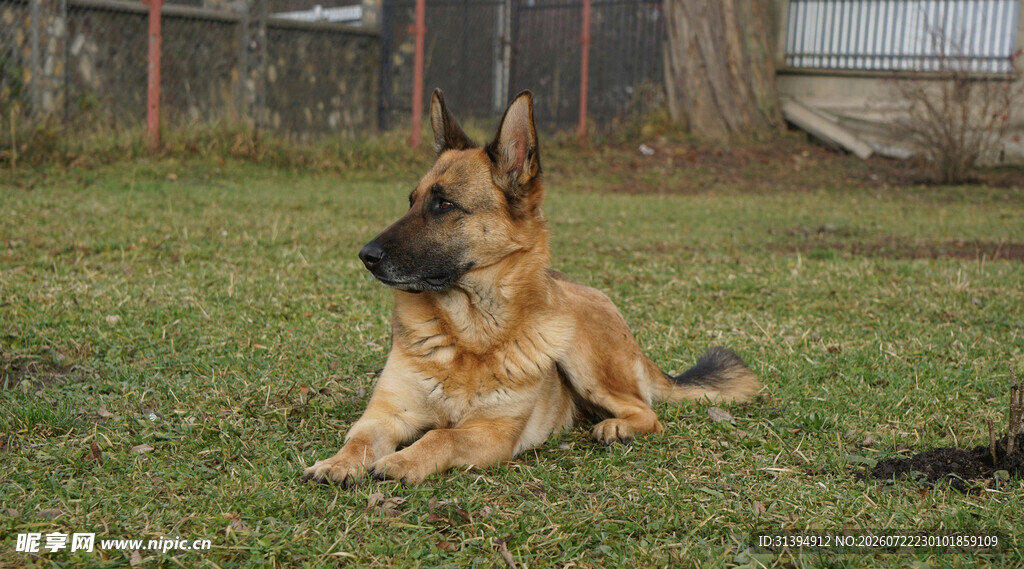 草地上休憩的德国牧羊犬
