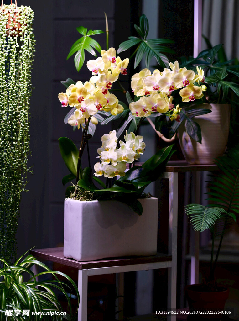 雅致盆栽兰花展示