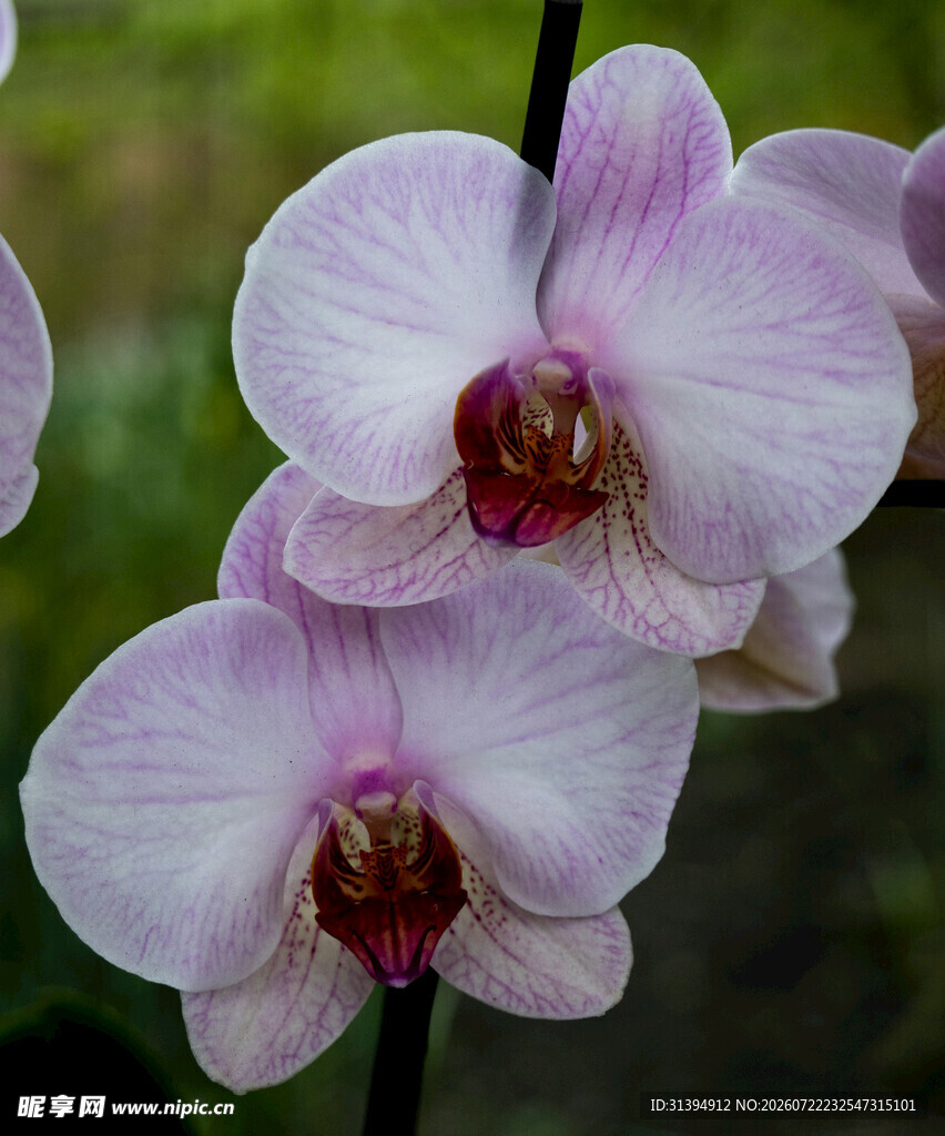 优雅淡紫兰花绽放