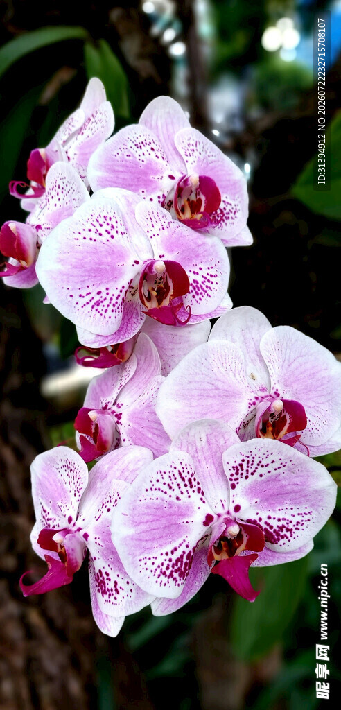 粉紫兰花绽放