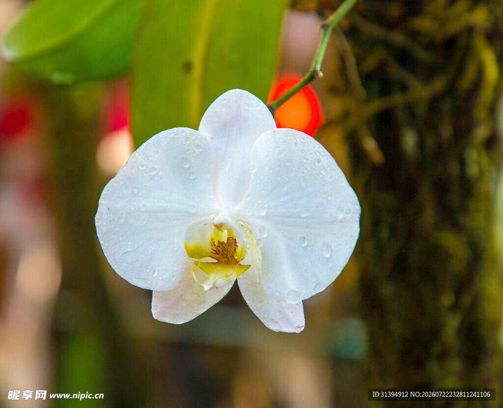 白色蝴蝶兰特写