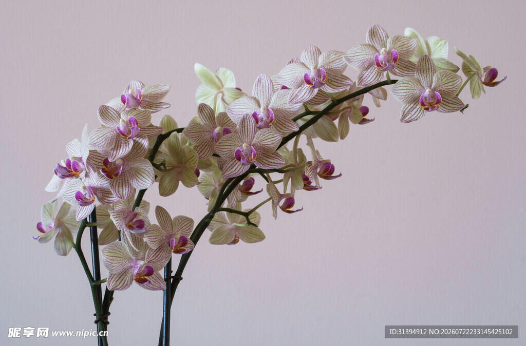 优雅粉色兰花花枝