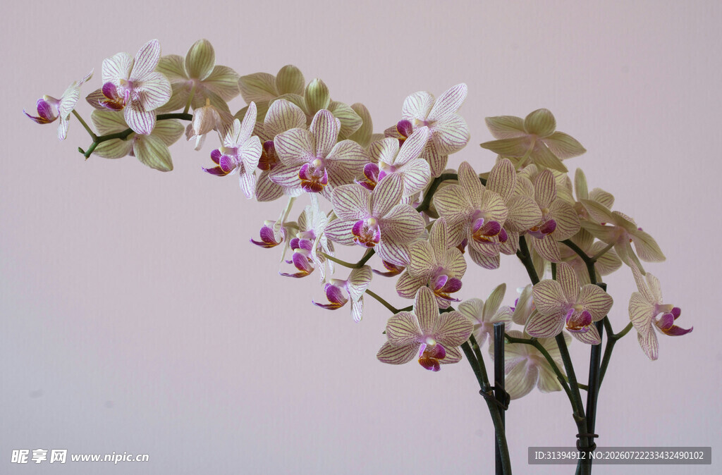 优雅淡粉兰花花枝特写