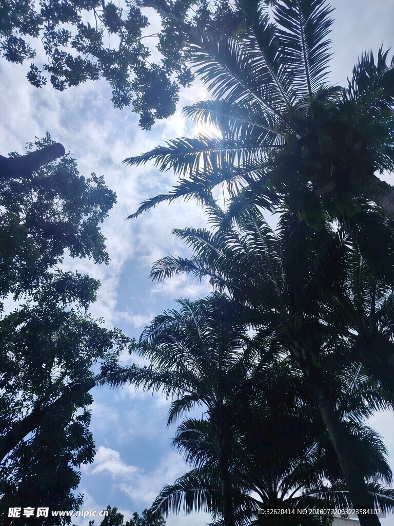 仰视茂密树林与天空
