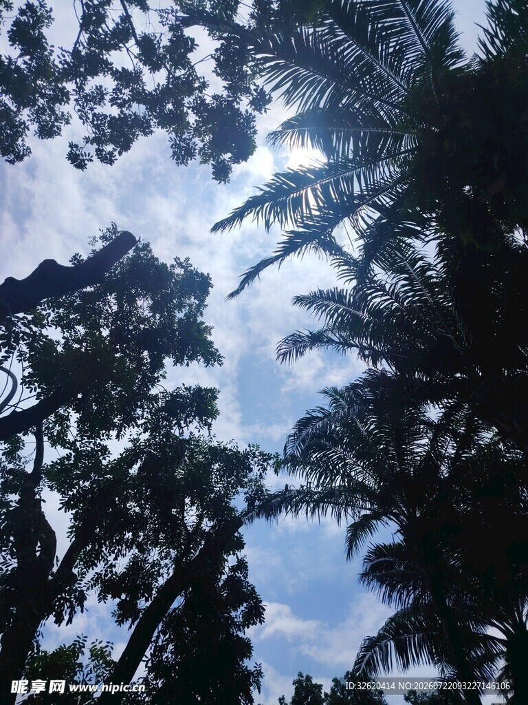 仰望茂密树林中的天空