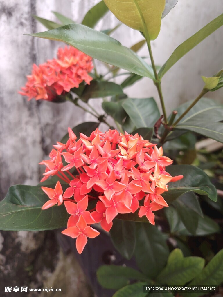 龙船花