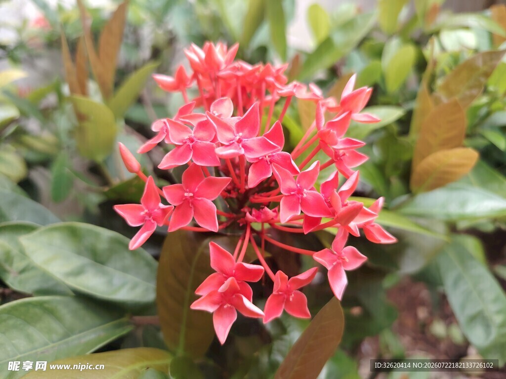 龙船花