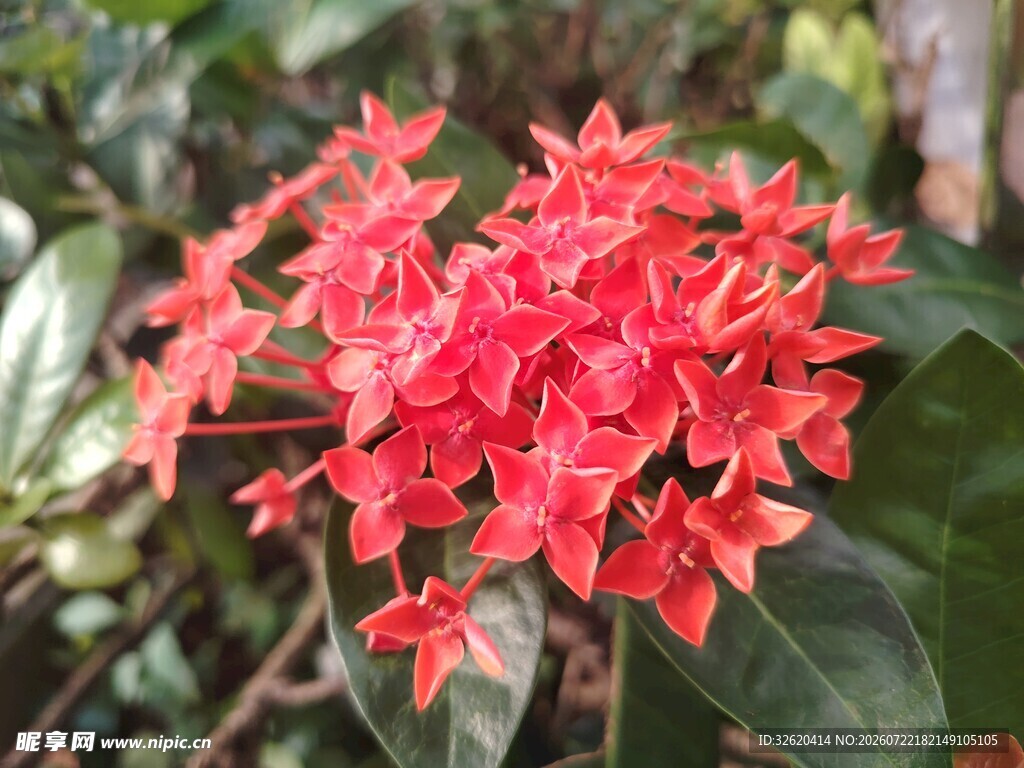 龙船花
