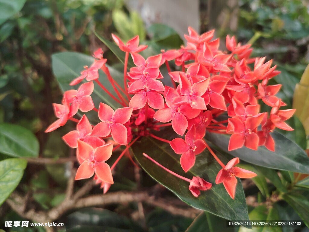 龙船花
