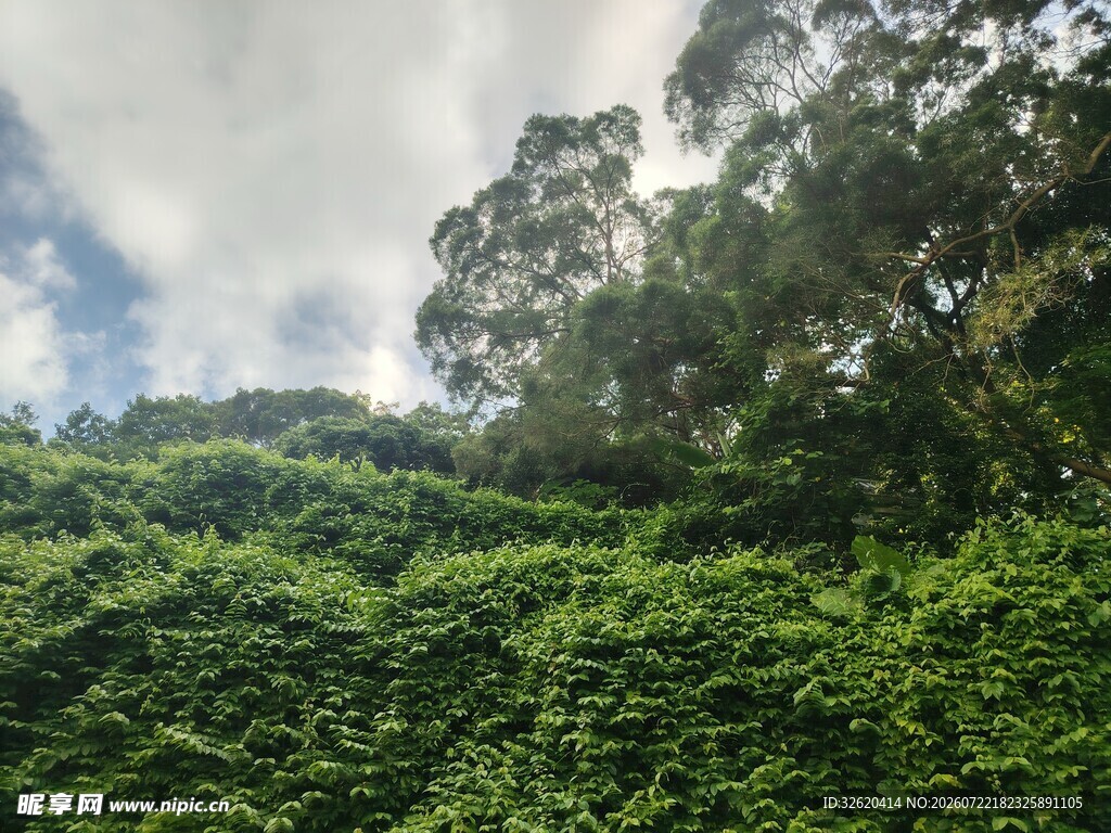 绿意盎然的山林景观