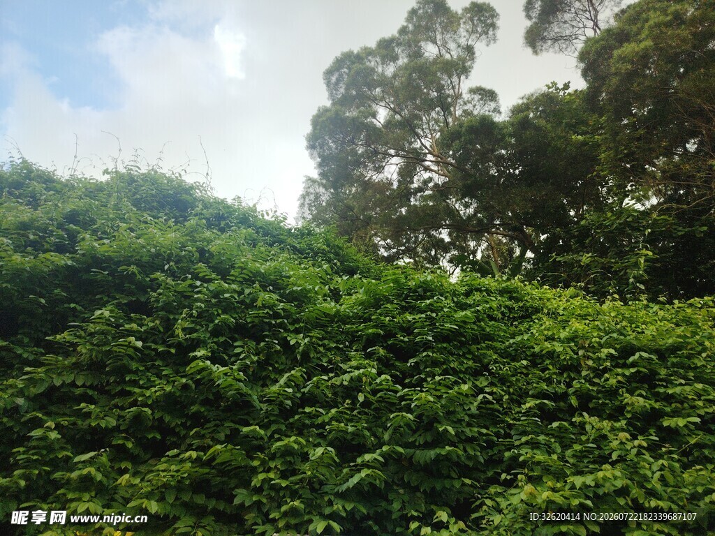 绿意盎然的山坡景色