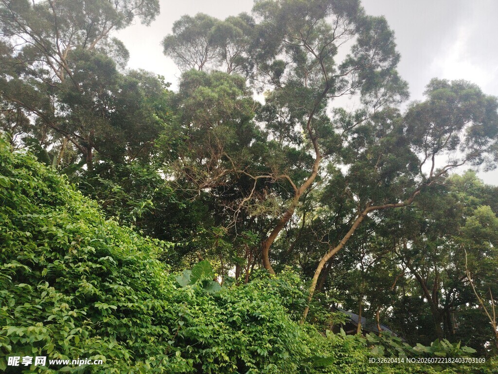 山林绿意盎然的繁茂景象
