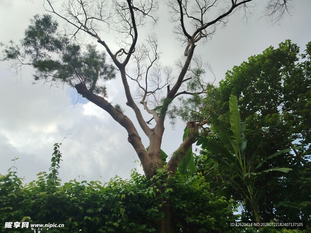 枯树与葱郁绿植同框