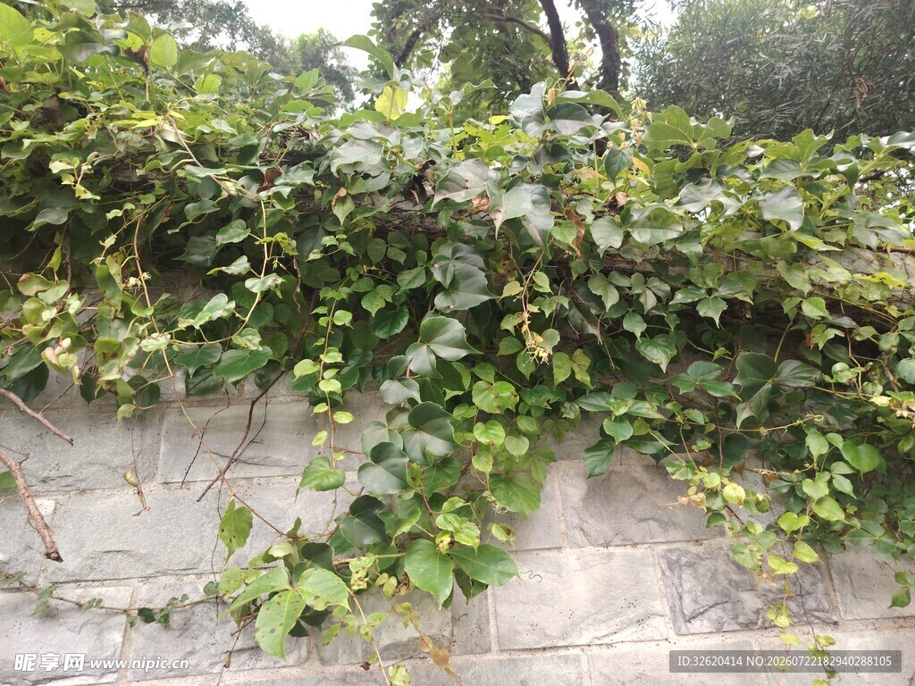 石墙上的繁茂绿色藤蔓