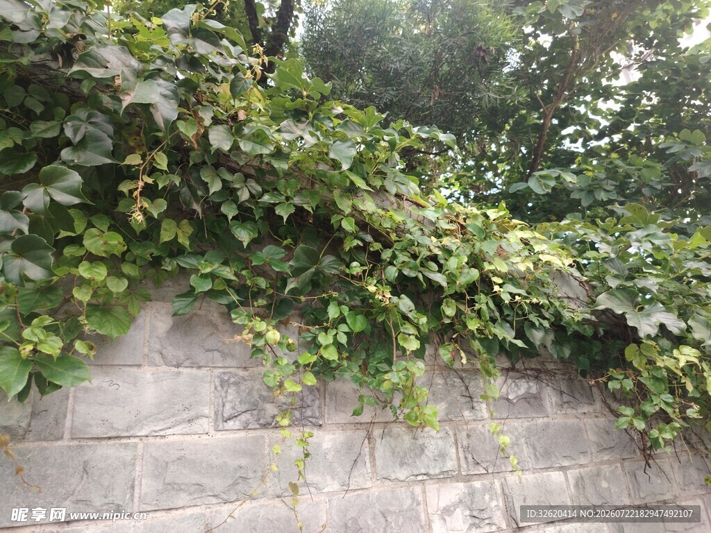 石墙上繁茂的翠绿藤蔓