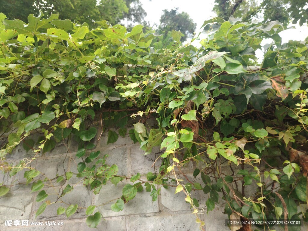 爬满绿植的斑驳墙面